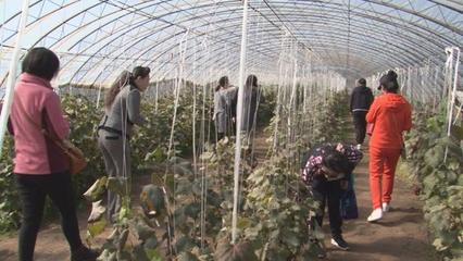 雙節伊春區首屆采摘節 品味自然甘甜，暢享和諧生活