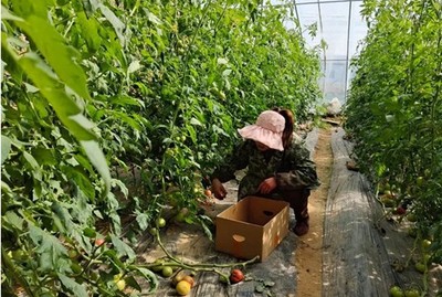 汝南縣張樓鎮 零距離服務“菜園子”，助力村民鼓起“錢袋子”