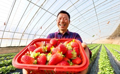 蔬果種植與采摘一體化服務 從田間到餐桌的健康體驗