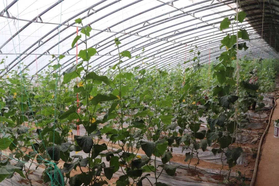 支部領辦合作社，田園織就振興圖——煙臺牟平區大窯街道以黨建新引擎驅動鄉村產業蓬勃發展