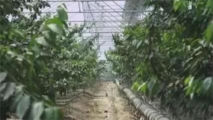 石家莊26個(gè)風(fēng)光秀麗的現(xiàn)代農(nóng)業(yè)園區(qū)，你去過哪一個(gè)？——蔬果采摘體驗(yàn)指南