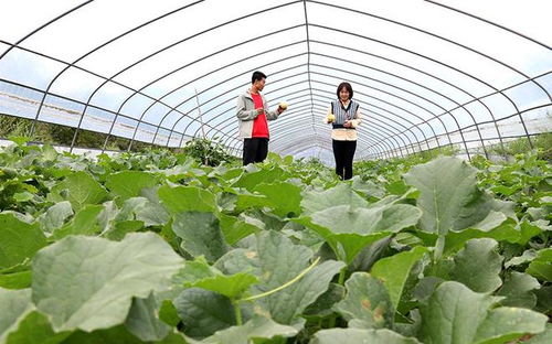 甜蜜之旅 西峰區(qū)甜瓜種植基地的采摘體驗與田園服務