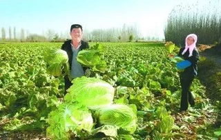 豐收季，周末帶孩子來這里 DIY手指蔬菜采摘與田園種植體驗