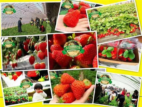 探訪海淀大自然農(nóng)場 不只草莓，蔬果蘑菇更是主角的田園樂土