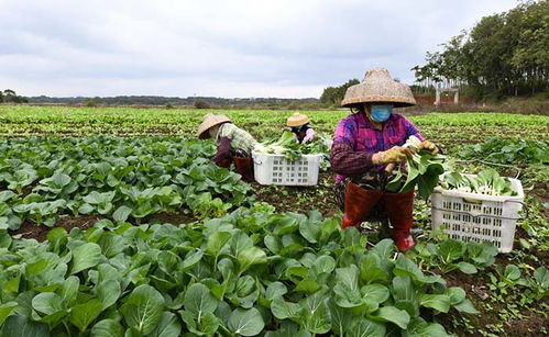 采摘蔬菜、擴大供應量——“蔬菜瓜果種植基地”如何助力秋季購銷高峰期