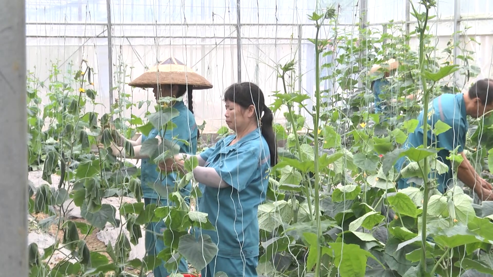 懷化鶴城區(qū) 邁向俄羅斯市場的蔬菜購銷新基地